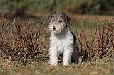 FOX TERRIER 448